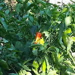 Сasa de vacaciones Detelina Balchik