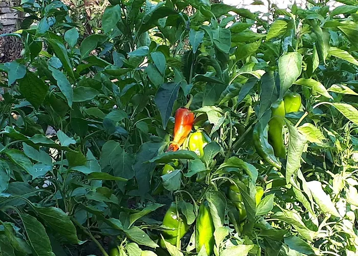 Holiday home Detelina Balchik